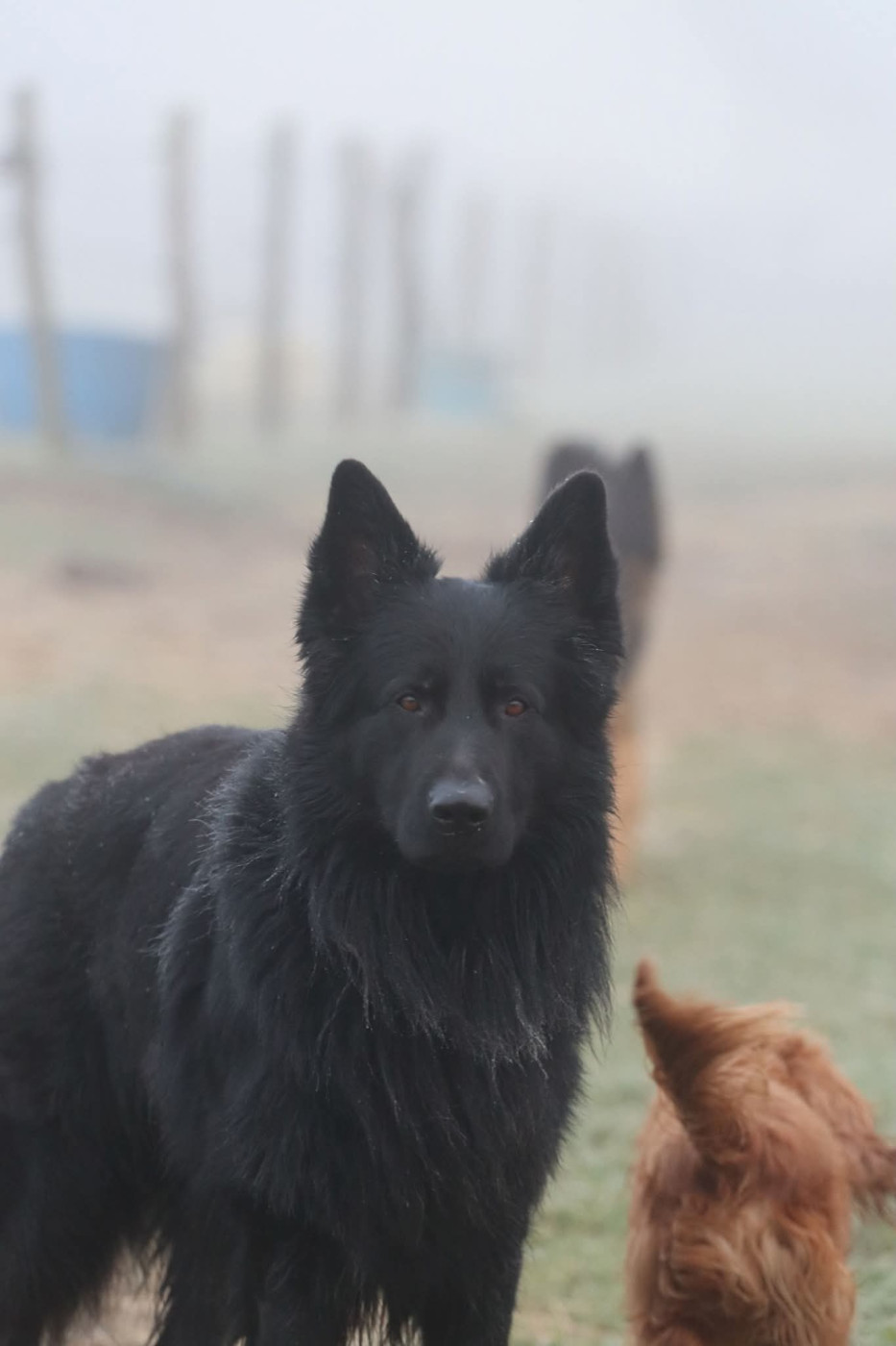 Sheitan de starke wolfe