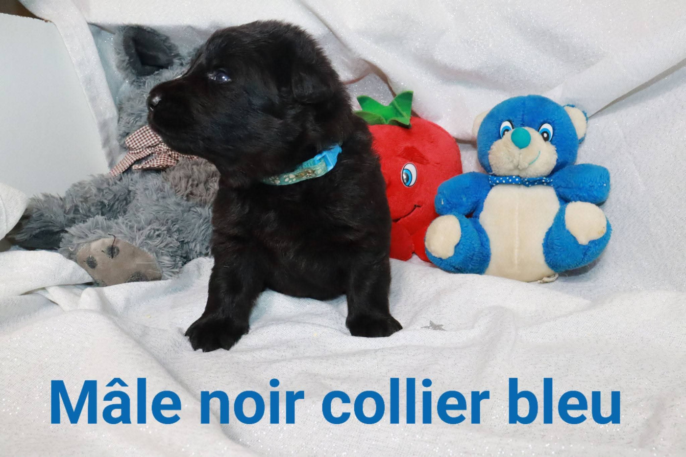Du Domaine De Crunchy - Chiots disponibles - Berger Allemand Poil Long