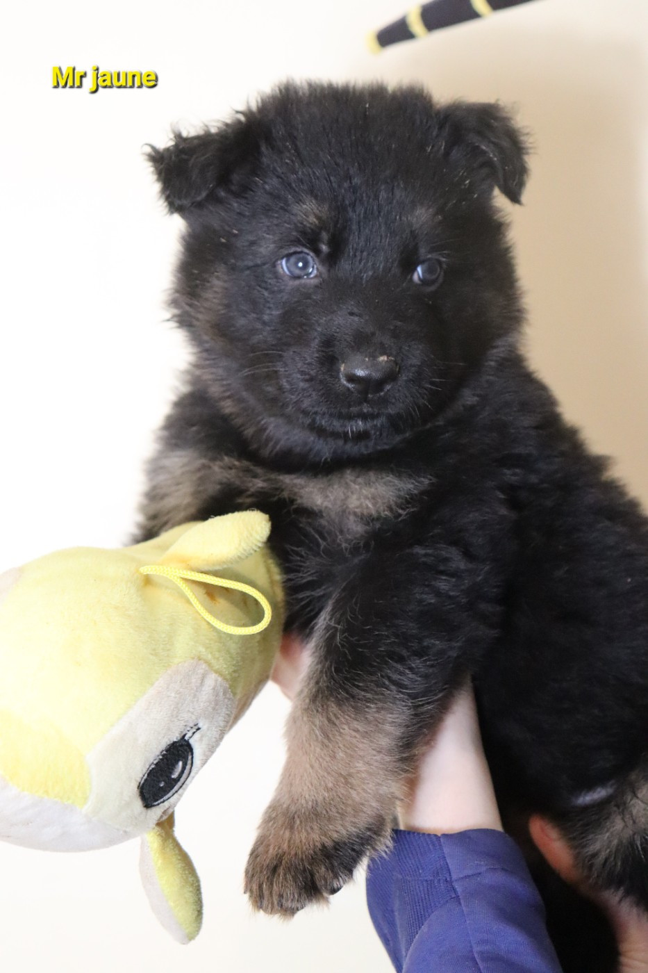 Du Domaine De Crunchy - Berger Allemand Poil Long - Portée née le 01/01/2026